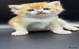British Shorthair cats for sale: GCCF BSH GOLDEN BLACK TIPPED NY12 KITTENS - Image 9