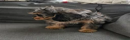 Cockapoo dogs for sale: F1 cockapoo last two boys ready now - Advert 5