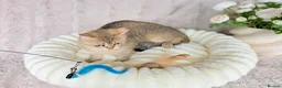 British Shorthair cats for sale: British Shorthair Kittens & Cats for Sale - Advert 13