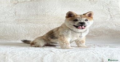 Chow Chow dogs - Advert 2