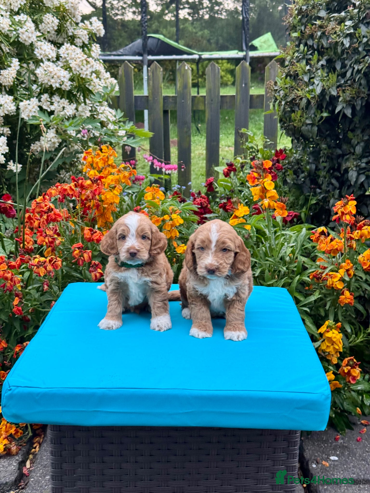 Cockapoo dogs 7 gorgeous f1 apricot Cockerpoos  - Advert 3