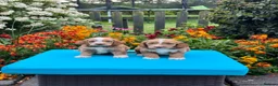 Cockapoo dogs for sale: 7 gorgeous f1 apricot Cockerpoos  - Advert 8