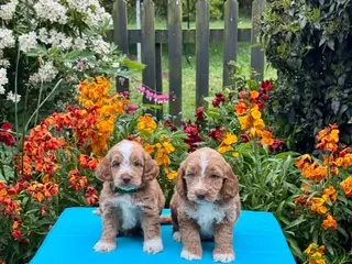 Cockapoo dogs 7 gorgeous f1 apricot Cockerpoos - Advert 4