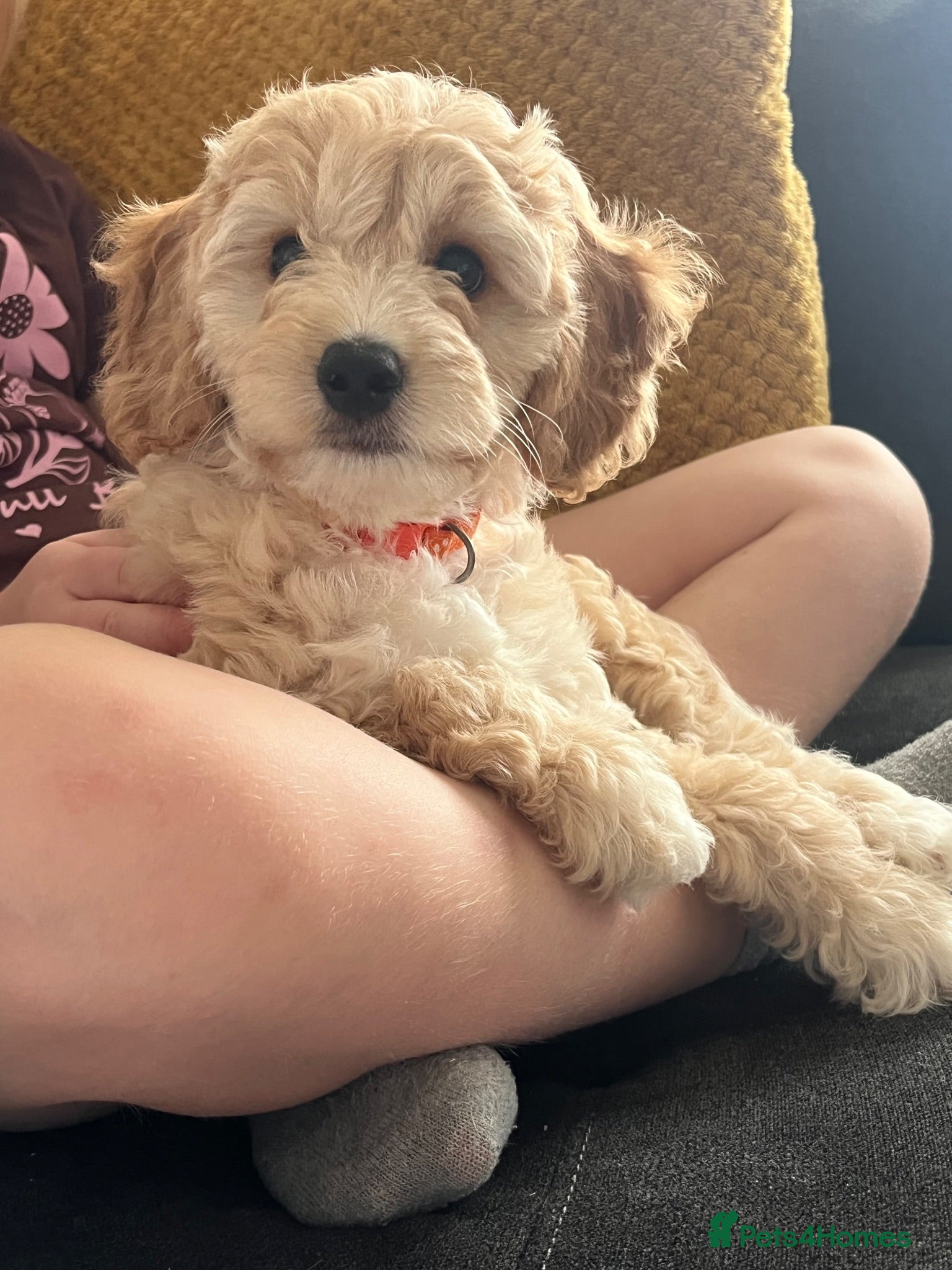 Cavapoochon dogs Cavapoochon puppies **ready now** - Advert 2