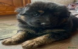 German Shepherd dogs for sale: Stunning Pedigree German Shepherd Puppies - Image 13