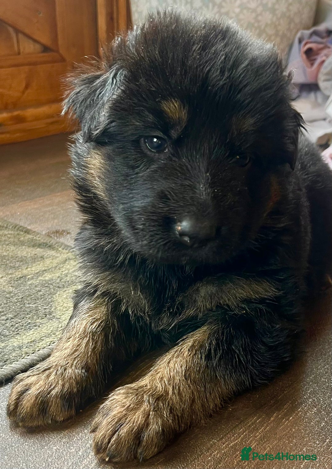German Shepherd dogs for sale: Stunning Pedigree German Shepherd Puppies - Image 13