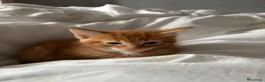 Domestic Shorthair 1