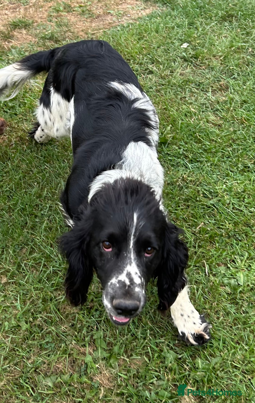 Mixed Breed dogs for sale: GORGEOUS COCKER SPANIEL/BORDER COLLIE PUPS - Advert 18