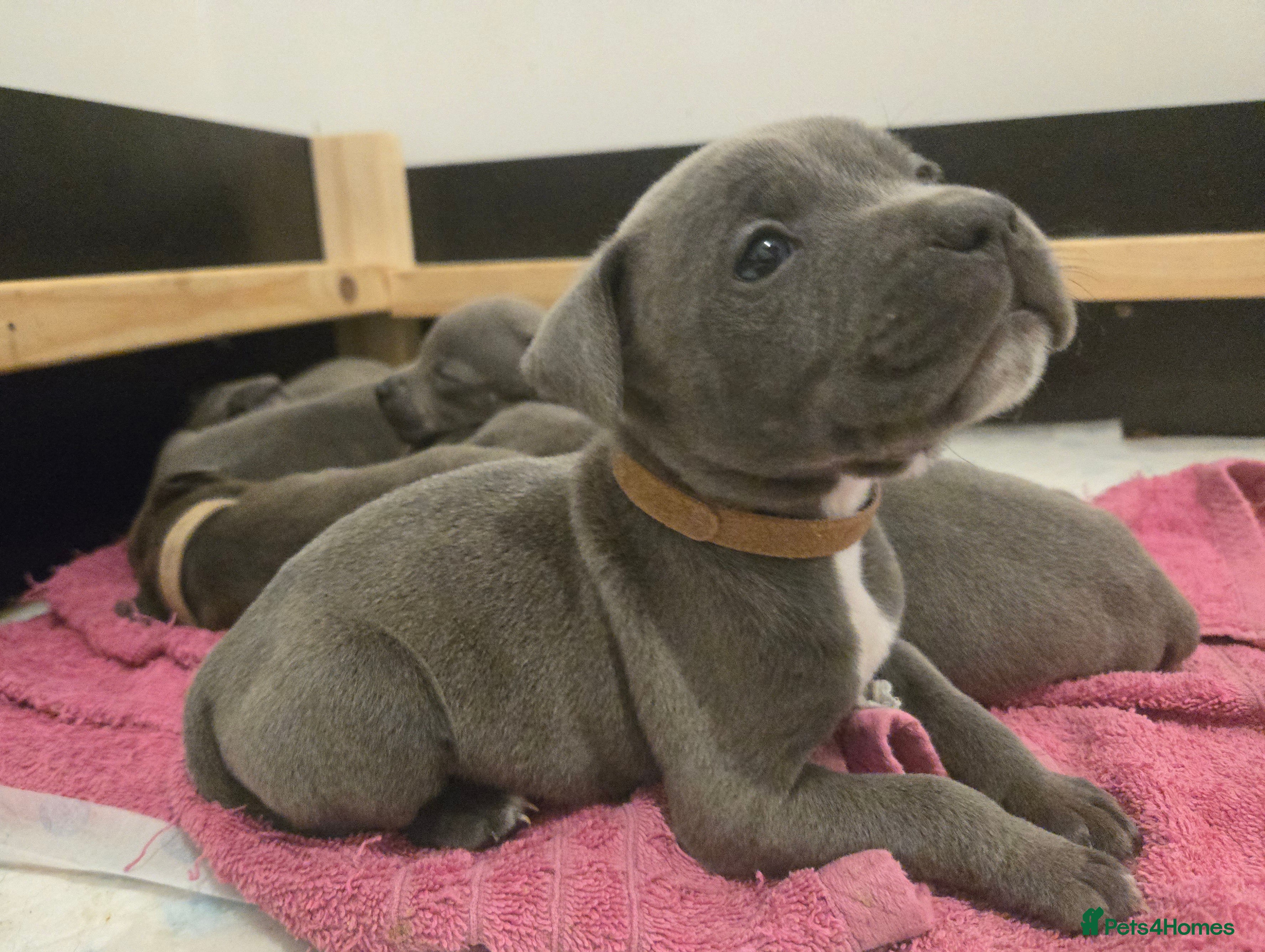 Staffordshire Bull Terrier dogs Blue Staffy Puppies 🐶 - Advert 4