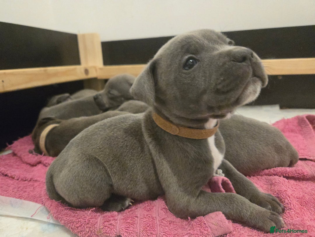Staffordshire Bull Terrier dogs for sale: Blue Staffy Puppies 🐶 - Advert 11