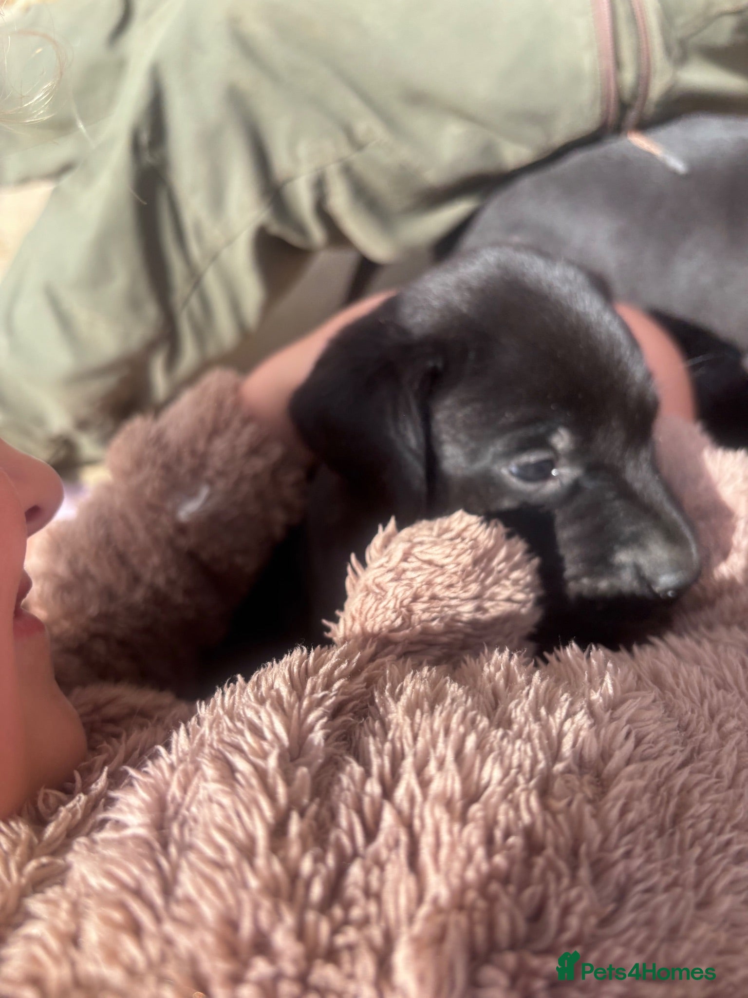 Labrador Retriever dogs Labrador puppies - Advert 2
