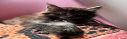 Maine Coon cats for sale: 🖤Stunning Black Smoke Maine Coon Girls - Advert 5