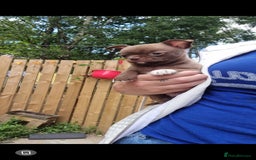 Chihuahua dogs for sale: Exquisite Chihuahua puppies - Image 4