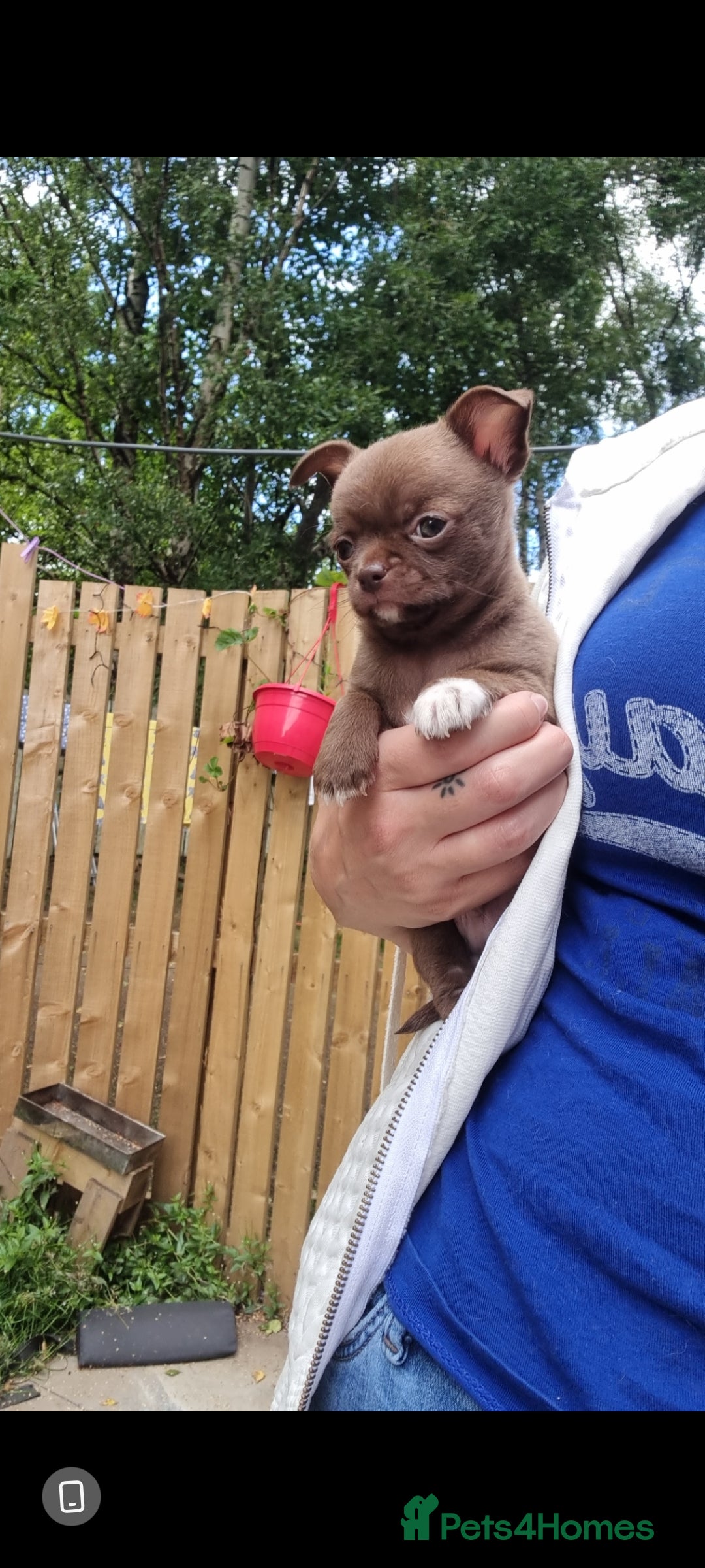 Chihuahua dogs for sale: Exquisite Chihuahua puppies - Image 4