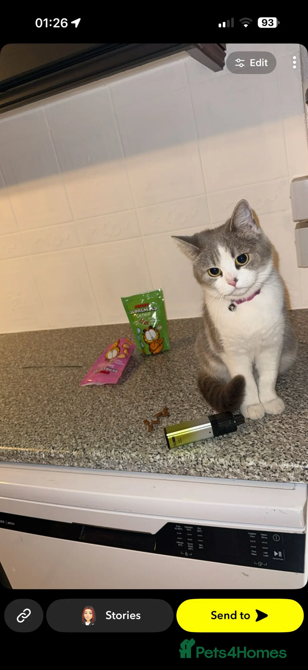 Mixed Breed cats for sale: Female kitten available  - Advert 7