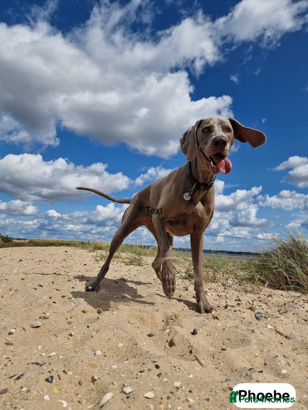 Weimaraner dogs for sale: Exceptional litter of Weimaraner puppies  - Image 35