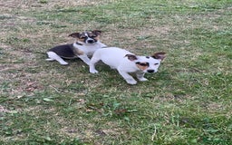 Jack Russell dogs for sale: Jack Russel puppies for sale - Image 3