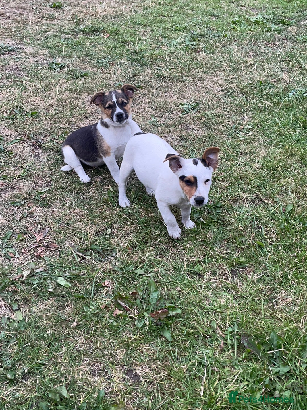 Jack Russell dogs for sale: Jack Russel puppies for sale - Image 3