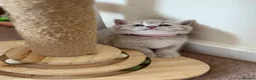 British Shorthair cats for sale: Loving Home-Raised British Shorthair Kittens - Advert 10