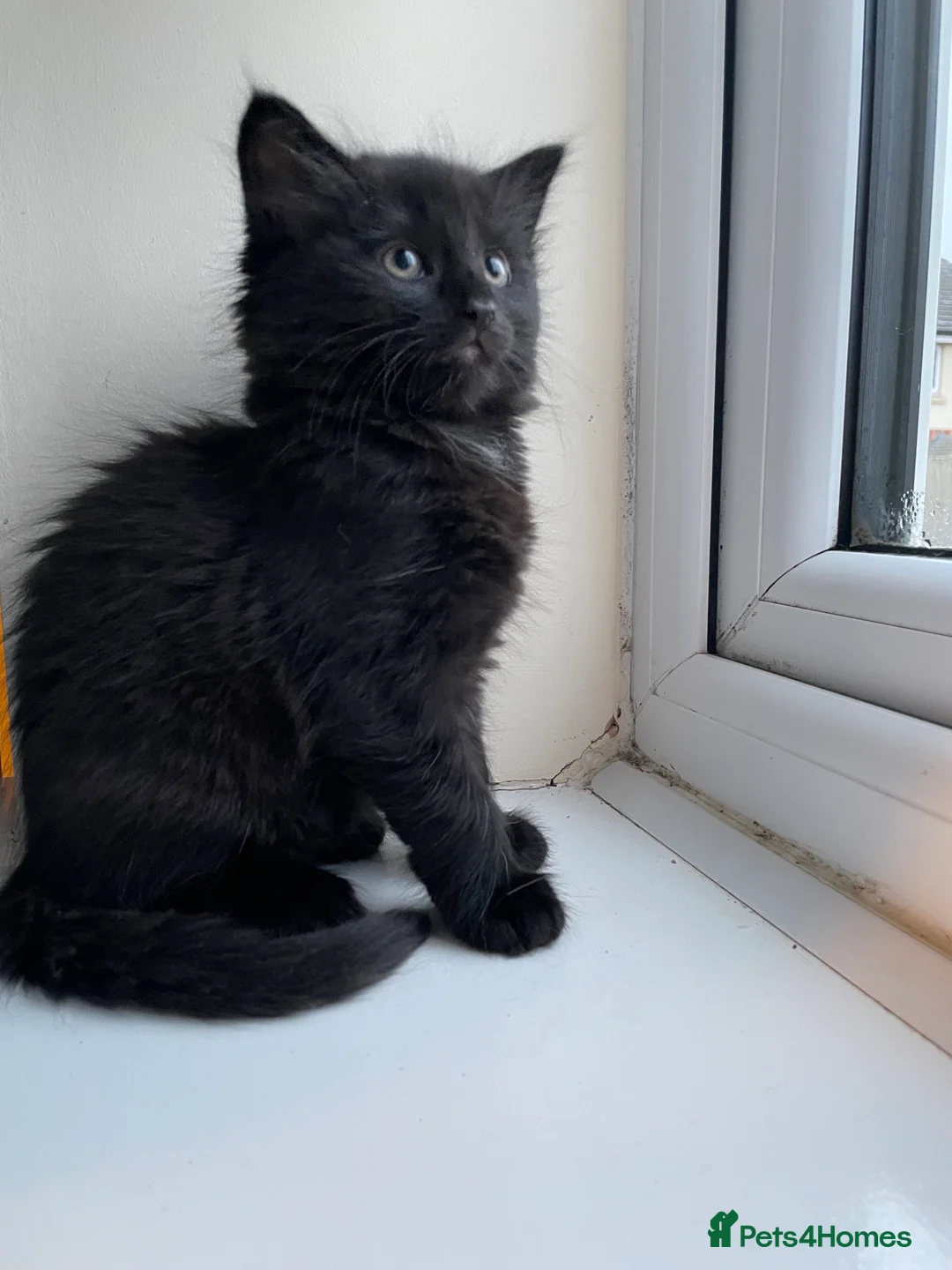 Mixed Breed cats for sale: Mixed Breed Kittens – 1 Male & 4 Female Available - Advert 11