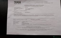 Lhasa Apso dogs for sale: Lhasa Apso 4 year old Bitch - Image 12