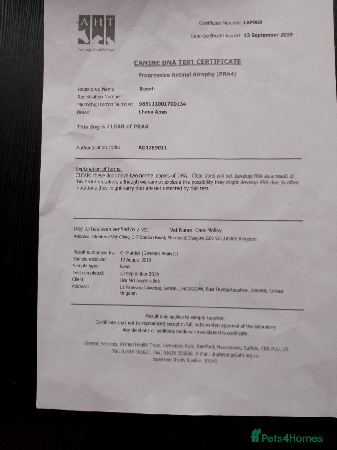 Lhasa Apso dogs for sale: Lhasa Apso 4 year old Bitch - Image 12