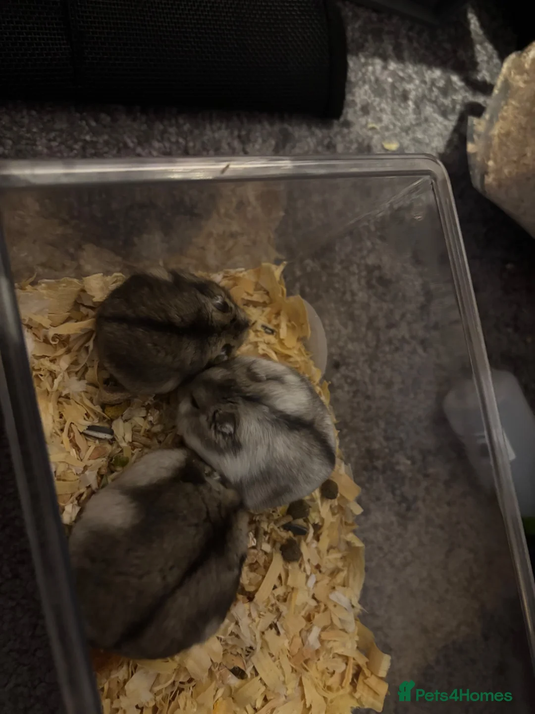 Hamster rodents for sale: Dwarf hamsters  - Advert 8