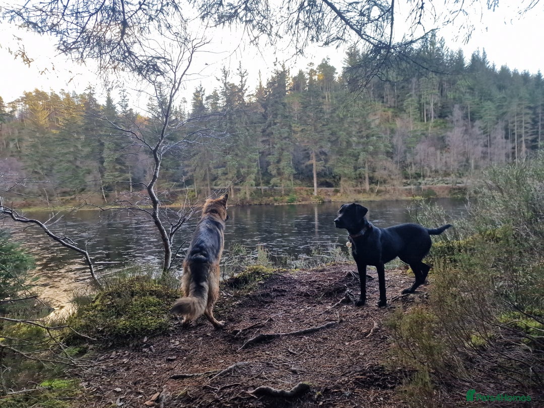 Labrador Retriever dogs for sale: Working Labrador puppies - Image 10