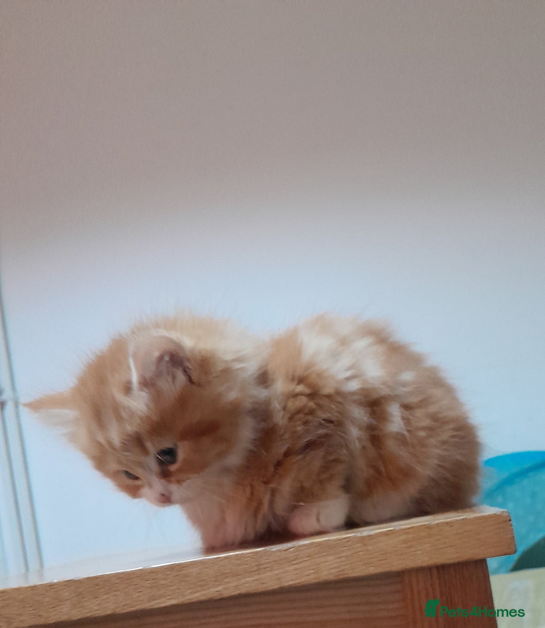 Mixed Breed cats for sale: 3 gorgeous kittens 😺😸😻 - Advert 20