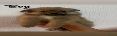 Pomeranian 3