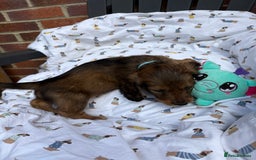 Miniature Dachshund dogs for sale: Amazing Champ Bloodlines Mini Dachshunds ✨ - Image 13