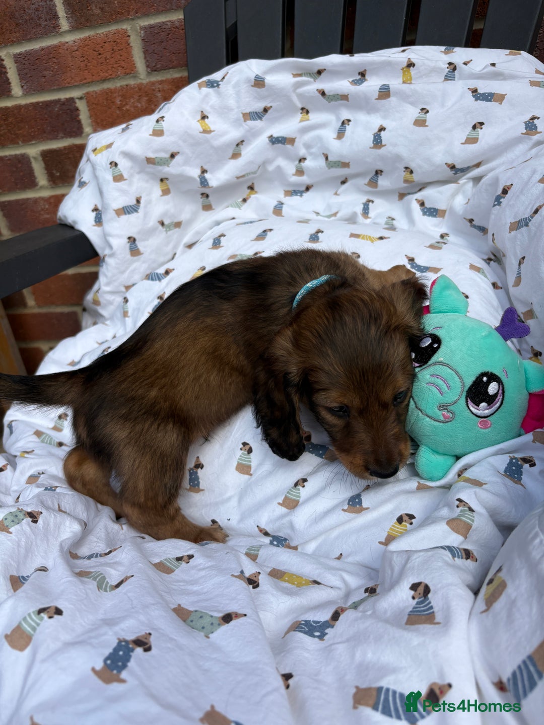 Miniature Dachshund dogs for sale: Amazing Champ Bloodlines Mini Dachshunds ✨ - Image 13