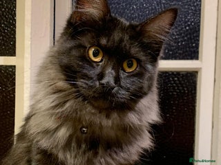 Maine Coon cats Full pedigree Maine Coon Female - Advert 14