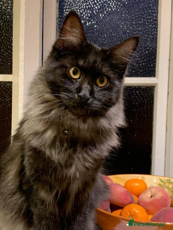 Maine Coon cats Full pedigree Maine Coon Female - Advert 13