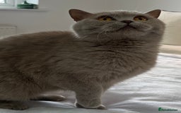 British Shorthair cats for sale: GCCF Registered Active British Shorthair Girl - Image 2