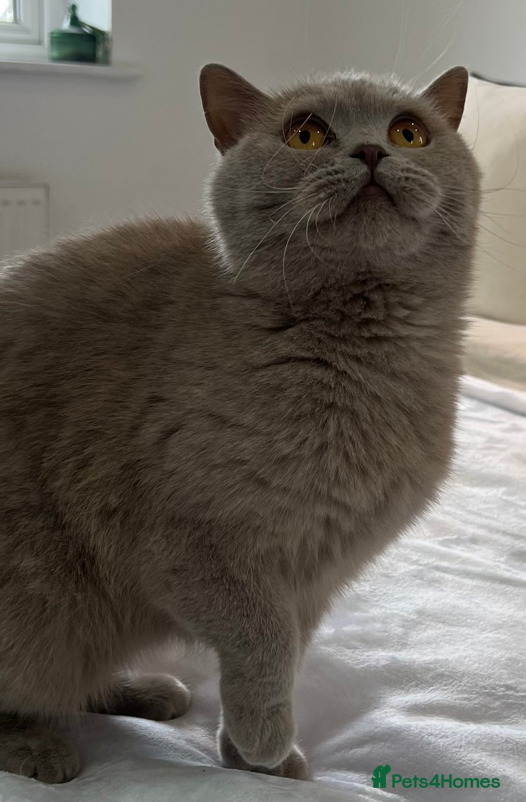 British Shorthair cats for sale: GCCF Registered Active British Shorthair Girl - Image 2