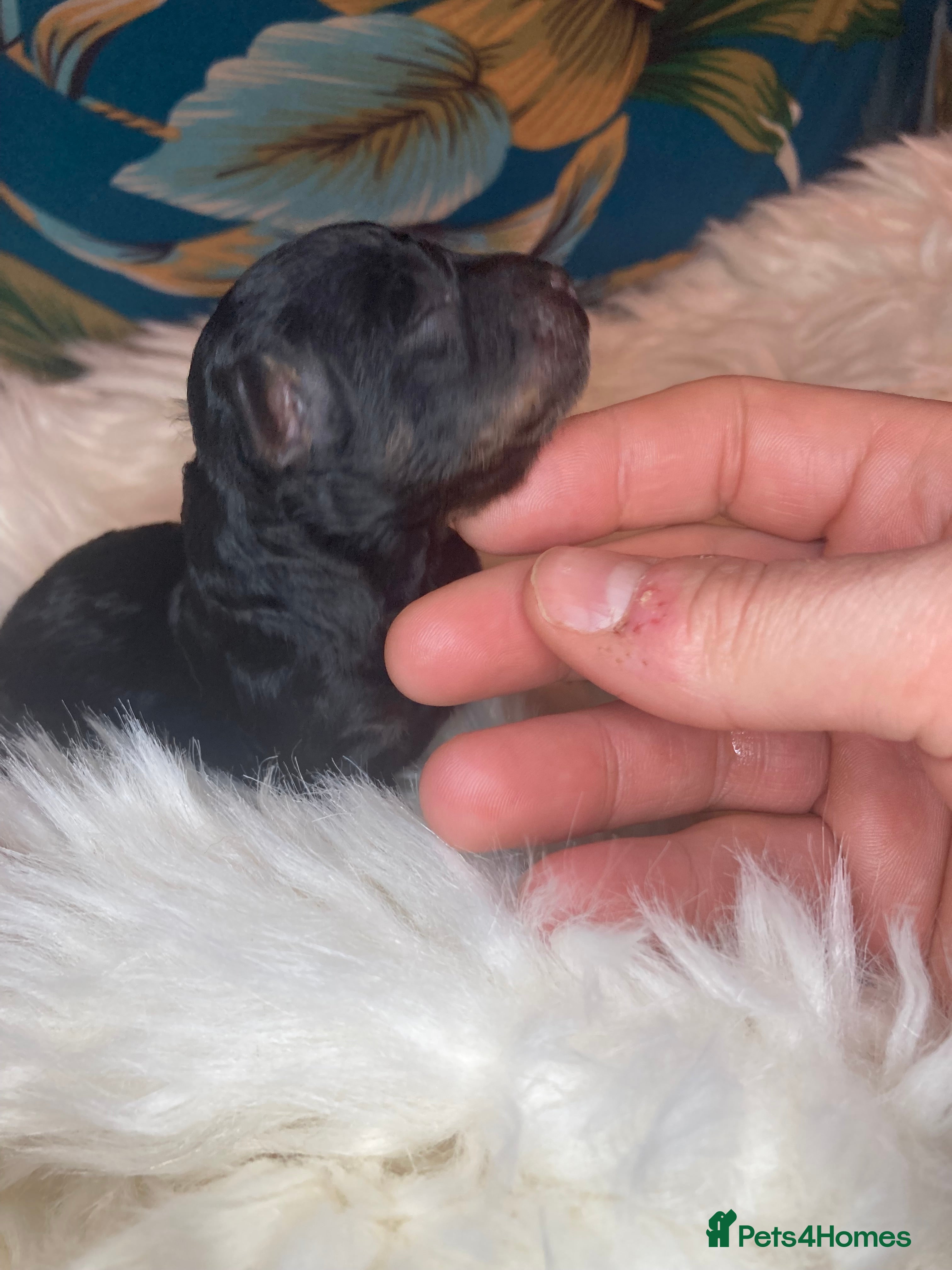 Cavapoo dogs Stunning toy cavapoo puppies  - Advert 11