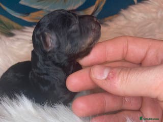 Cavapoo dogs Stunning toy cavapoo puppies - Advert 6