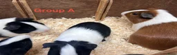 Guinea Pig rodents for sale: Young Male / Boar Dutch Guinea pigs - Advert 8
