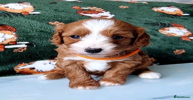Cavapoo dogs - Advert 5