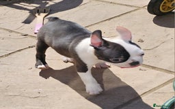 Boston Terrier dogs for sale: REDUCED!! Boston terriers DELIVERY!. - Image 11