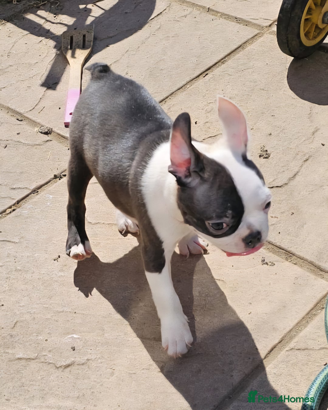 Boston Terrier dogs for sale: REDUCED!! Boston terriers DELIVERY!. - Image 11