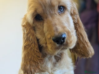 Cocker Spaniel dogs Gorgeous Just 1 Gold Show Boy Pup Available! - Advert 5