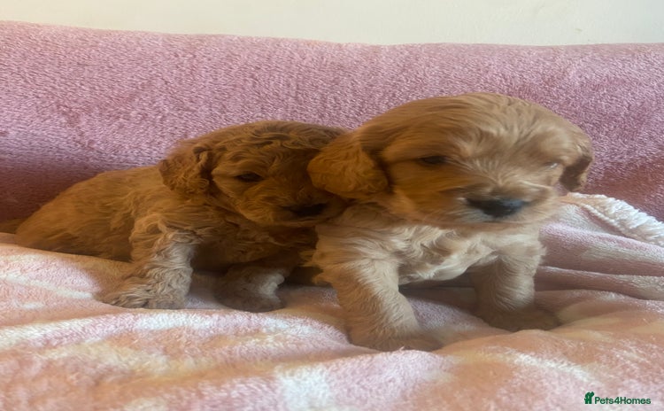 Cockapoo dogs 🌸3 gorgeous Chunky Cockapoos 🌸 - Advert 3