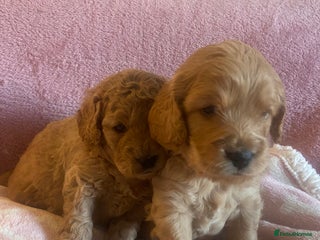 Cockapoo dogs 🌸3 gorgeous Chunky Cockapoos 🌸 - Advert 11