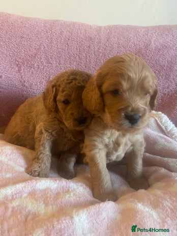 Cockapoo dogs 🌸3 gorgeous Chunky Cockapoos 🌸 - Advert 3