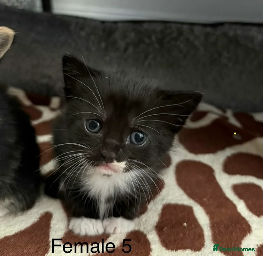 Mixed Breed cats for sale: Lovely Mixed-Breed Kittens Seeking Loving Homes - Advert 2