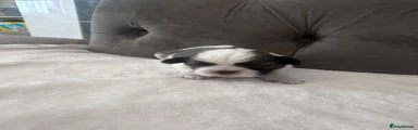 Shih Tzu 3