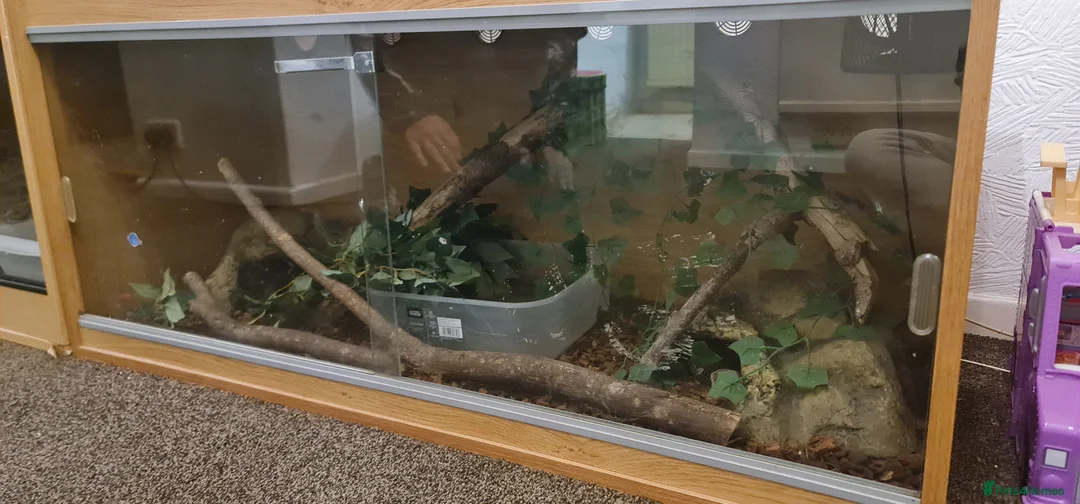 Python Snake reptiles for sale: Het Pied Ball Phython  - Advert 12