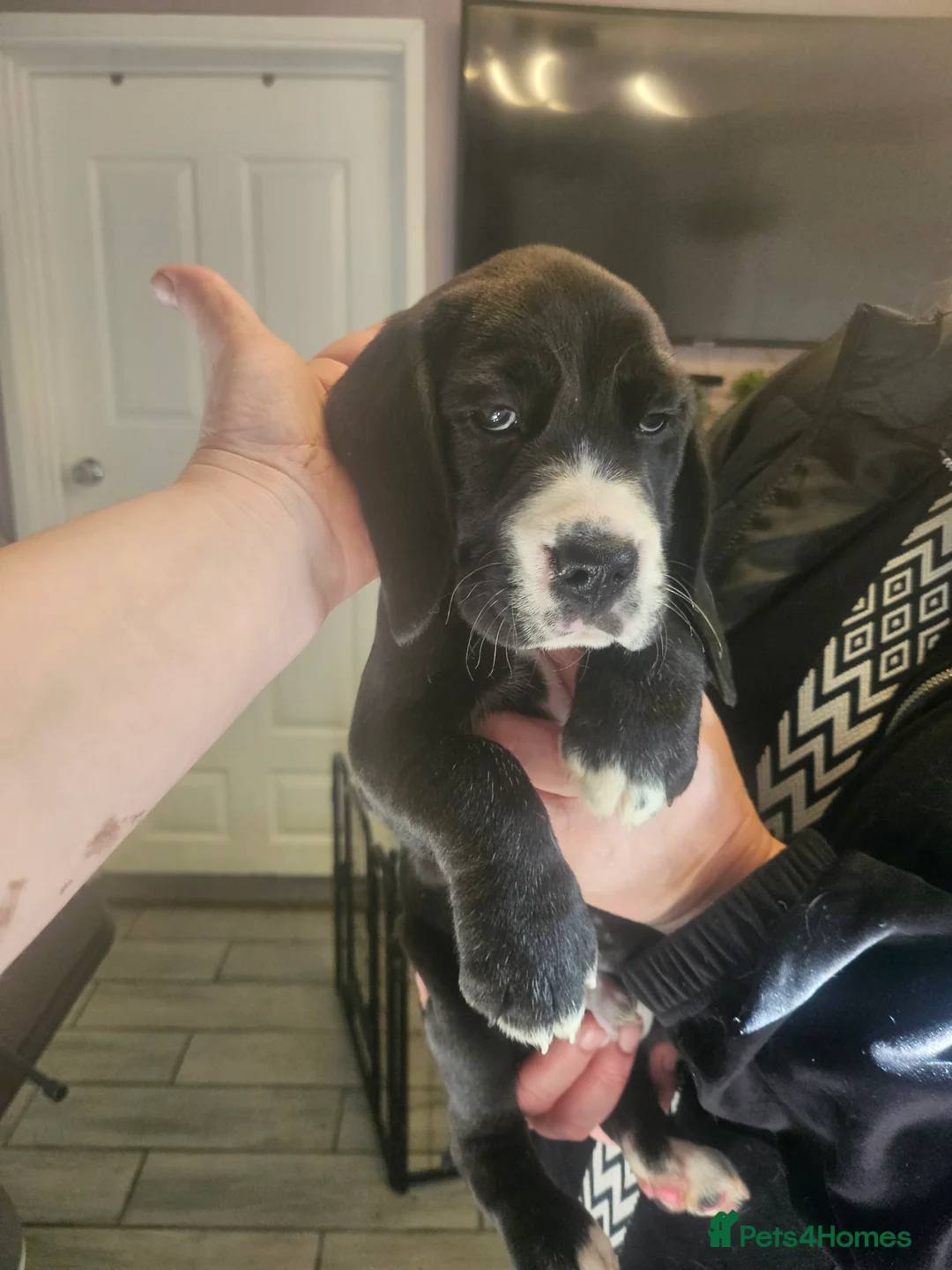 Bocker dogs for sale: Beagle cross with cooker spaniel  - Advert 4